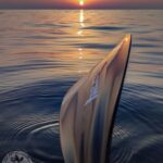 Cala Ratjada: Stand Up Paddle Sunrise Tour - The Practical Details