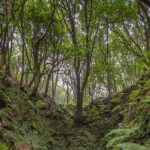 Caldeirão Verde Levadas Walk in Madeira - Final Thoughts: Who Will Love This Tour?