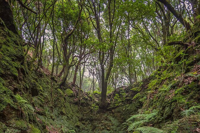Caldeirão Verde Levadas Walk in Madeira - Final Thoughts: Who Will Love This Tour?