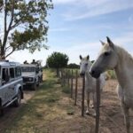 Camargue 4x4 Safari 2h + Picnic + Kayak - Final Thoughts