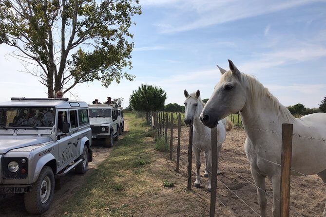 Camargue 4x4 Safari 2h + Picnic + Kayak - Final Thoughts