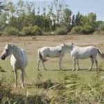 Camargue 4x4 Safari Day - The Sum Up: Is the Camargue 4x4 Safari Day Right for You?