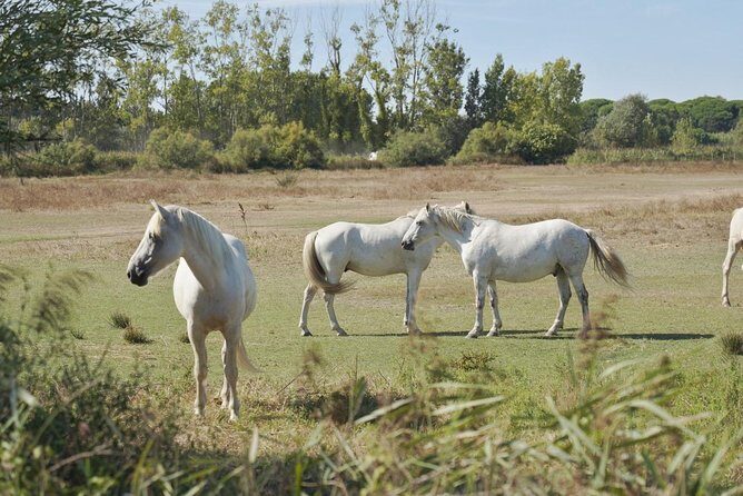 Camargue 4x4 Safari Day - The Sum Up: Is the Camargue 4x4 Safari Day Right for You?