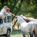 Camargue 4x4 Safari VIP Tour - An In-Depth Look at the Camargue 4x4 Safari VIP Tour