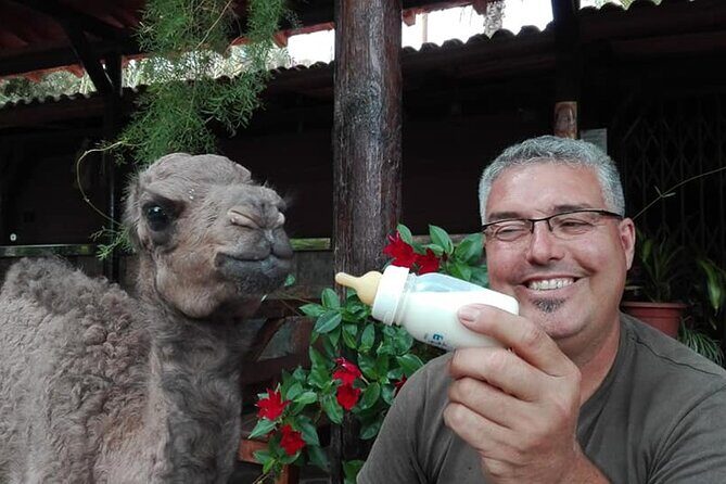 Camel Ride in Fataga with Tapas and drinks - The Authenticity and Value of This Tour