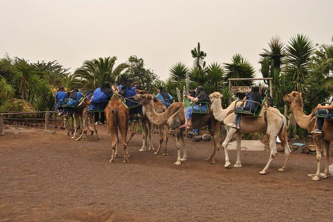 Camel Riding Tour at El Tanque, Tenerife - Authentic Experiences and Honest Feedback