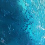 Can Picafort: Dolphin Watching Boat Tour, Swimming stop - Practical Tips for a Smooth Trip