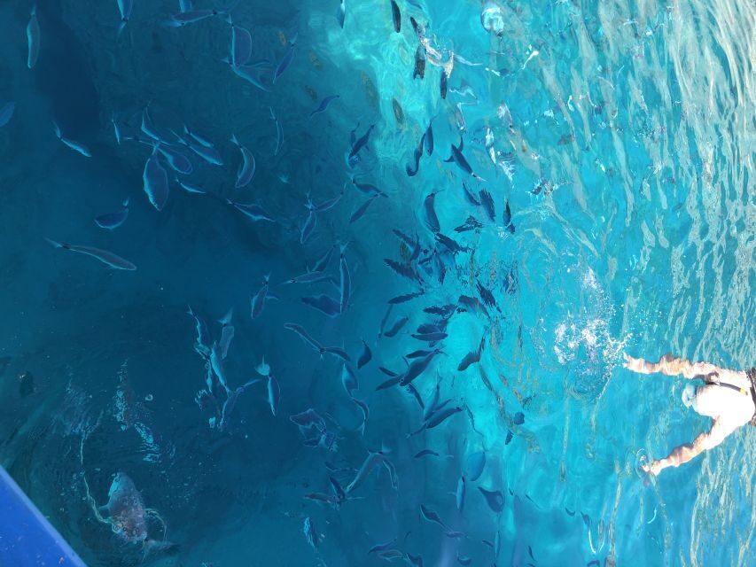 Can Picafort: Dolphin Watching Boat Tour, Swimming stop - Practical Tips for a Smooth Trip