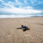 Caretta-Caretta Turtle Trip - In-Depth Look at the Tour Experience
