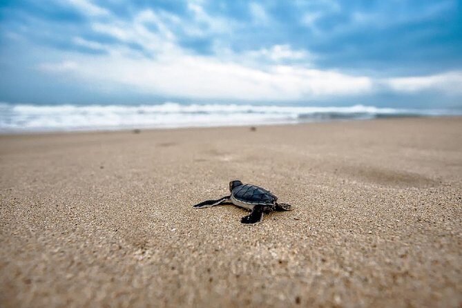 Caretta-Caretta Turtle Trip - In-Depth Look at the Tour Experience
