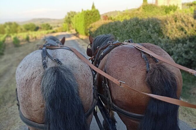 Carriage rides in the heart of the Luberon - The Sum Up: Is It Worth It?