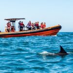 Cascais coast: Dolphin watching - Who Will Love This Tour?