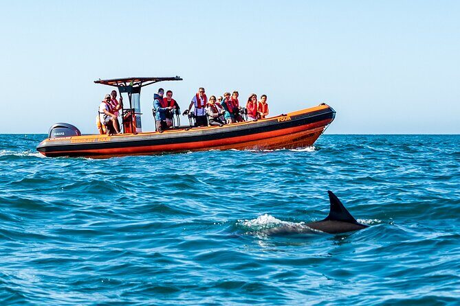 Cascais coast: Dolphin watching - Who Will Love This Tour?