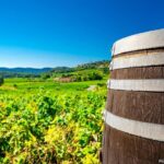 Cellar Visit & Bandol Wine Tasting (in French) - Authentic Reviews: What Past Travelers Say