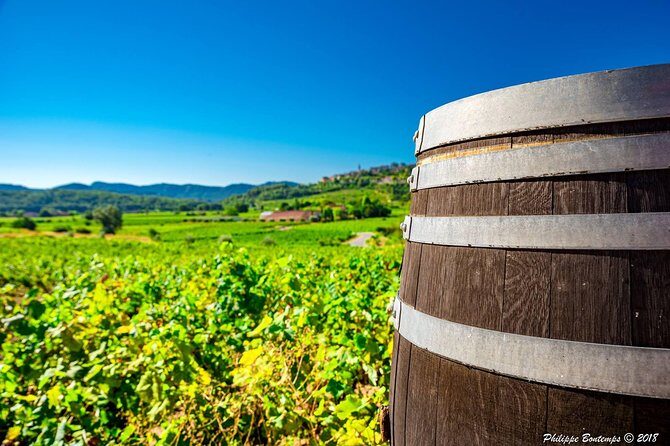 Cellar Visit & Bandol Wine Tasting (in French) - Authentic Reviews: What Past Travelers Say
