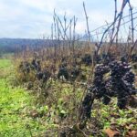 Champagne Area Small-Group Tour including a Top Champagne house & Family Winery - FAQs