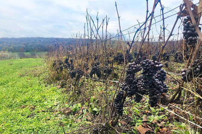 Champagne Area Small-Group Tour including a Top Champagne house & Family Winery - FAQs