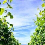 Champagne Lamiable: Stroll and taste in the Grand Cru Champagne vineyard - Final Thoughts