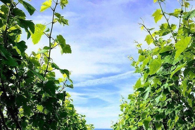 Champagne Lamiable: Stroll and taste in the Grand Cru Champagne vineyard - Final Thoughts
