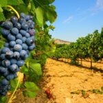 Châteauneuf du Pape Wine Day Tasting Tour including Lunch from Avignon - The Itinerary in Detail