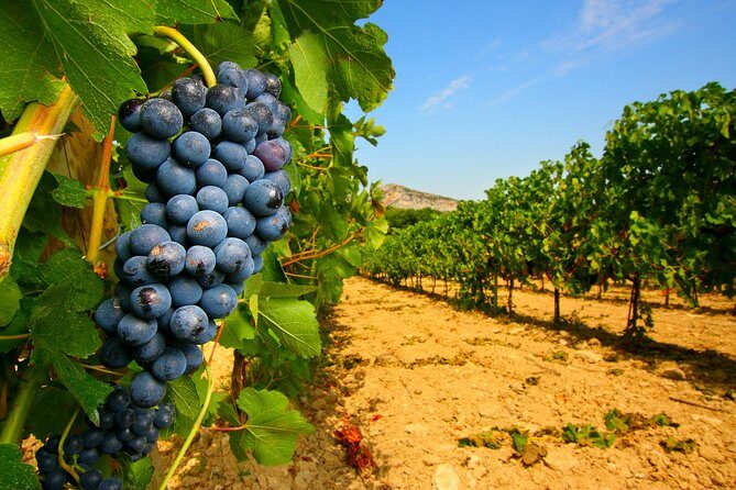 Châteauneuf du Pape Wine Day Tasting Tour including Lunch from Avignon - The Itinerary in Detail