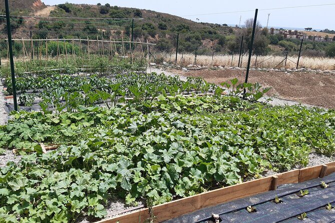 Chefcooking Paella from our Andalusian Grandmother at a Family Farm - FAQ