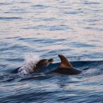 Cinque Terre Sunset Boat Tour Experience - Who Should Book This?
