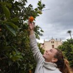Citrus Treasures: Exploring Valencia's Orange Grove - A Deep Dive into the Citrus Treasures Experience