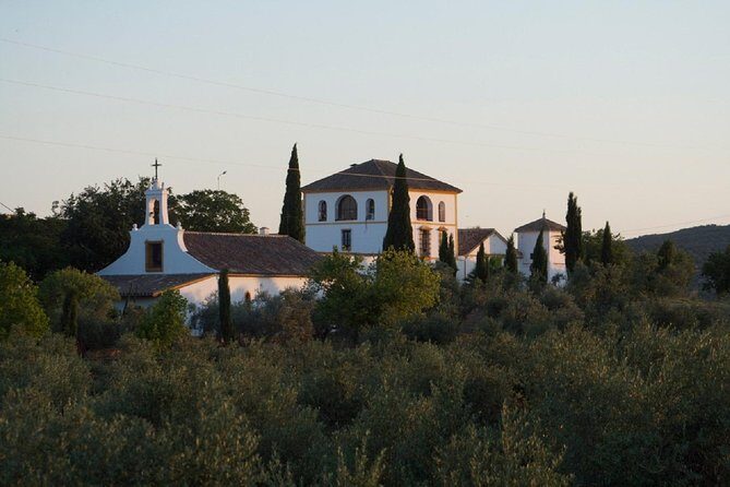 Cordoba Olive Oil mill, Wine, Passion - Who Will Love This Tour?