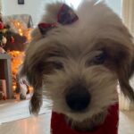 Corfu Old Town Guide Tour with Dog or City with 4 paws - A Detailed Walkthrough of the Corfu Old Town Dog Tour