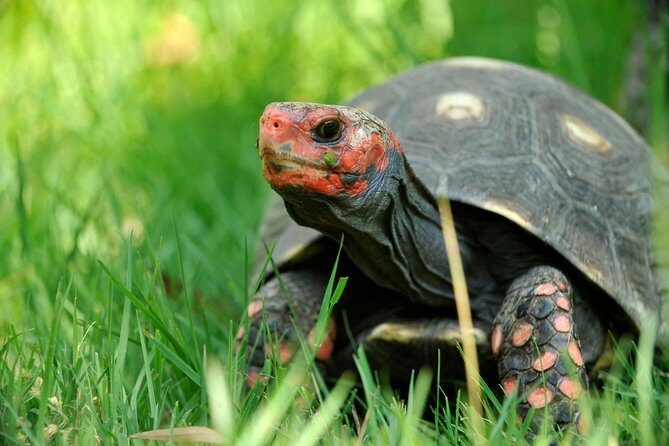 Corsica A Cupulatta Turtle Park Skip the Line Admission Ticket - FAQ