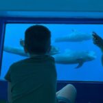Costa Adeje: Whale & Dolphin Submarine Vision Mini Cruise - Final Thoughts: Is It Worth It?