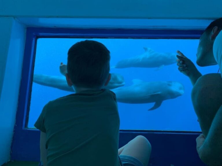 Costa Adeje: Whale & Dolphin Submarine Vision Mini Cruise - Final Thoughts: Is It Worth It?