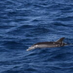 Costa Calma: Fuerteventura Dolphin Watching Boat Tour - An In-Depth Look at the Dolphin Watching Experience