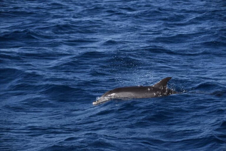 Costa Calma: Fuerteventura Dolphin Watching Boat Tour - An In-Depth Look at the Dolphin Watching Experience
