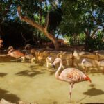 Costa d'en Blanes: Entry Ticket for Marineland Mallorca - Final Thoughts: Is Marineland Mallorca for You?