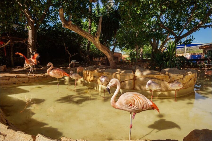 Costa d'en Blanes: Entry Ticket for Marineland Mallorca - Final Thoughts: Is Marineland Mallorca for You?