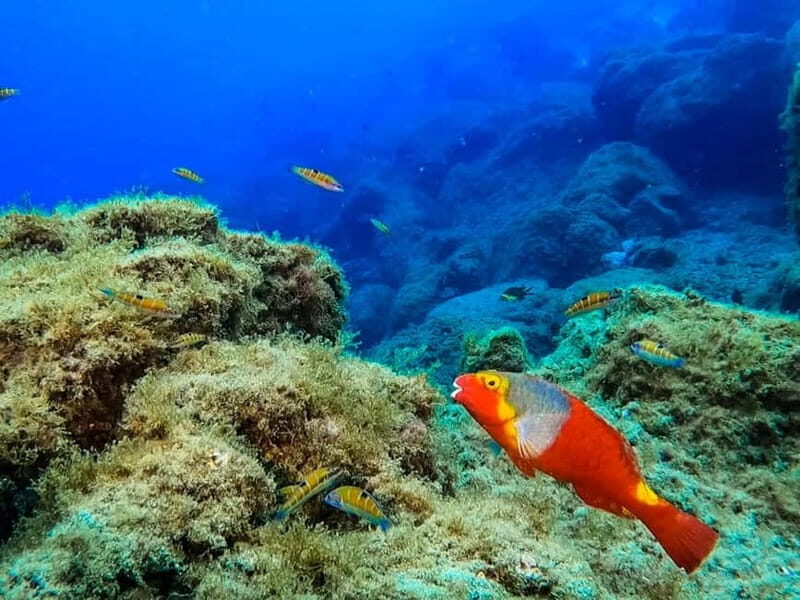 Costa Teguise: Guided 2-hour Snorkeling Tour for all levels - Final Thoughts