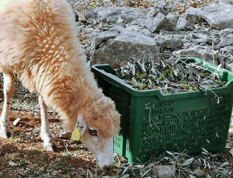 Cres Olive Harvest Tour - Who Will Love This Tour?