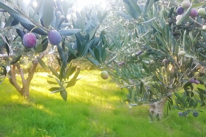 culinary half-day excursion in Klis Olive tree Garden - Why This Tour Works for You