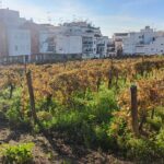 Cultural coastal trip with winery visit from Barcelona - Practical Details and Logistics