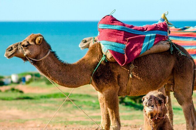 Cultural excursion for one day to Tangier with ferry included - A Full Breakdown of the Experience