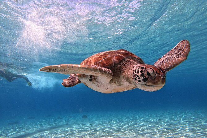 Curacao: Swimming with Sea Turtles and Grote Knip Beach Tour - Why This Tour Works for You