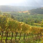 Day tour of the road of the Grands Crus vineyards of Burgundy. - The Value of This Tour