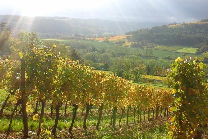 Day tour of the road of the Grands Crus vineyards of Burgundy. - The Value of This Tour