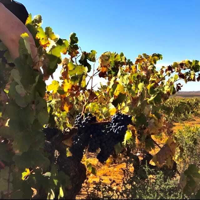 Day Trip and Discover the Heart of Alicantes Wine Country! - Why This Tour Delivers Value