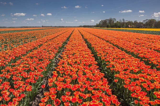 Day Trip to Famous Tulip Route in Noordoostpolder From Amsterdam - Final Thoughts