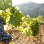 Day Trip to Nemea Winery & Nafplio - An In-Depth Look at the Itinerary