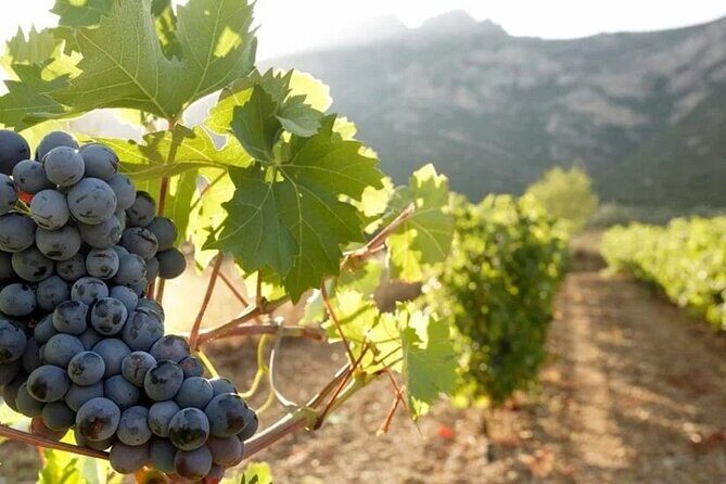 Day Trip to Nemea Winery & Nafplio - An In-Depth Look at the Itinerary