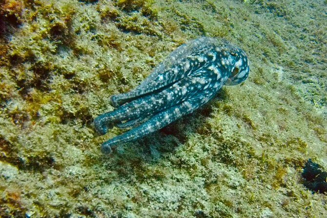 DEEP DIVING SPECIALITY - Discover a new world up to 40m depth ! - What Does the Experience Entail?